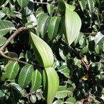 Cryptostegia madagascariensis Fruit