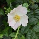 Rosa corymbifera Flor