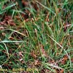 Eleocharis multicaulis Hábito