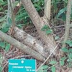 Cotoneaster frigidus Bark