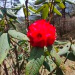 Rhododendron delavayi