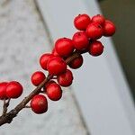 Ilex verticillata Plod