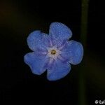 Omphalodes nitida Flower