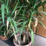 Yucca aloifolia ഇല