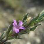 Dyschoriste schiedeana Flower