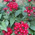 Pentas lanceolata花