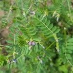 Astragalus pelecinus Blatt