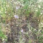 Lactuca sibirica Plante entière