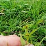 Bidens radiata Blad