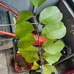 Annona purpurea Агульны выгляд