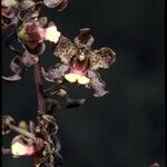 Cyrtopodium parviflorum Květ