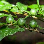 Casearia acuminata Плід