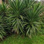 Yucca aloifoliaBlatt