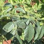 Leea guineensis पत्ता