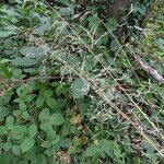 Milium effusum ഫലം