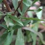 Symphyotrichum laeve Leaf