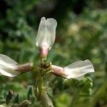 Astragalus depressus Kukka