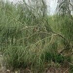 Retama sphaerocarpa عادت داشتن