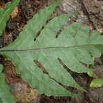 Tectaria angelicifolia Leaf