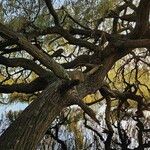 Salix × pendulina Bark