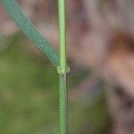 Festuca altissima Blad