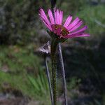 Echinacea tennesseensis Fiore