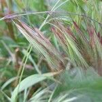 Bromus tectorum Frugt