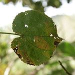 Dombeya ciliata Folla