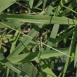 Leersia virginica Leaf