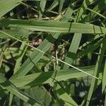 Leersia virginica Feuille