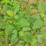 Cornus alternifolia Leaf