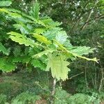 Quercus petraea Hoja