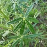 Cleome allamanii 葉