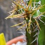 Euphorbia fruticosa Corteza