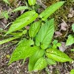 Aristolochia serpentaria Leaf