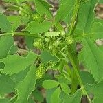 Melilotus officinalis 花