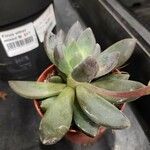 Pachyphytum kimnachii Leaf