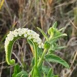 Heliotropium steudneri Fuelha