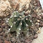 Astrophytum capricorne 葉