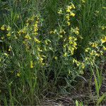 Lithospermum multiflorum Агульны выгляд