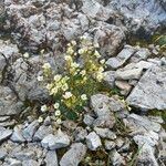 Saxifraga squarrosa عادت