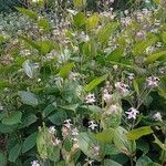 Tricyrtis macropoda Buveinė