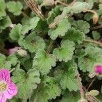 Erodium corsicum Yaprak