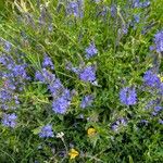 Veronica teucrium (Habit)