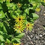 Rudbeckia subtomentosa Çiçek