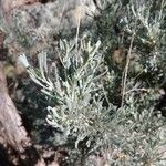 Artemisia tridentata Levél