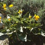 Wyethia sagittata Kvet