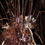 Saccoloma inaequale Bark