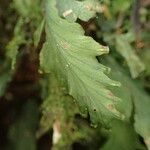 Trichomanes chamaedrys 葉