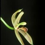 Maxillaria lineolata Flower